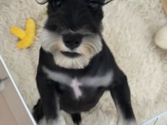 -FAELING PETS美天灵宠物(富力广场店)