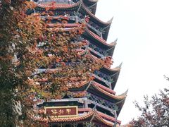 -铁山坪森林公园