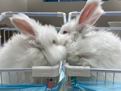 -怪兽屋·羊驼·猫咖·狗咖(俊华广场店)