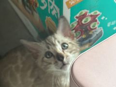 -瑞鹏宠物医院·骨科·猫科·内科(第一中心)