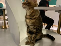-飞行喵MR PILOT|猫舍·猫咖(静安大融城店)