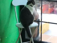 -李小姐の猫咖啡馆(五角场店)