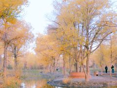 -金塔沙漠胡杨林景区