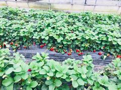 -上海多利农业发展有限公司