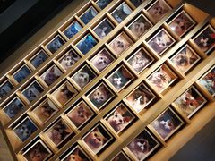 门面-CAT’S MEWSTAR CAFE·喵星球猫屋(晴湾咖啡店)