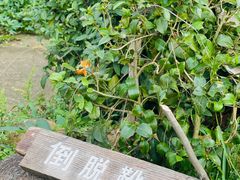 -十九峰景区-倒脱靴