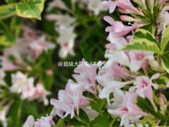 -济南植物园
