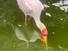 -吉隆坡雀鸟公园