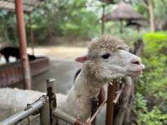 -深圳野生动物园