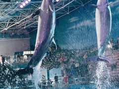 -大连老虎滩海洋公园