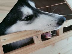 -Husky Go! 哈士奇体验馆·宠物咖啡厅狗咖