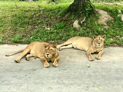 -西安秦岭野生动物园