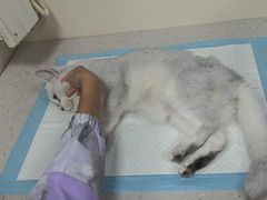 -小伙伴宠物医院•急重症转诊中心·老年专科·犬猫全科(北大街总院)