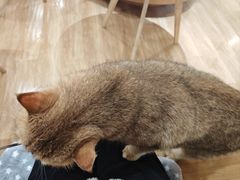 -滚猫咖啡·猫咖·猫友好撸猫(未来城店)