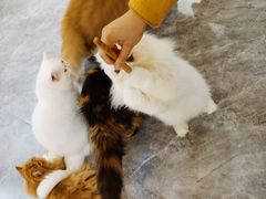 -More Fun猫咖 二十只万元加菲主题
