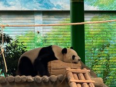 -灵玲国际马戏城