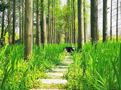 -上海长兴岛郊野公园