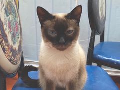 -猫小院猫主题咖啡厅(北锣店)