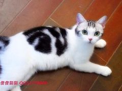iphone_upload_pic-Bastet sally猫舍购宠(静安店)