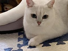-瑞鹏宠物医院·骨科·猫科·内科(第一中心)