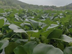 -长广溪湿地公园