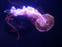 -成都浩海立方海洋公园