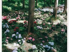 -黄海国家森林公园