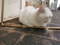 -喵屿·大理花园猫咖