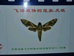 -上海昆虫博物馆