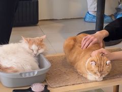 -平行世界·猫咖(首经贸店)