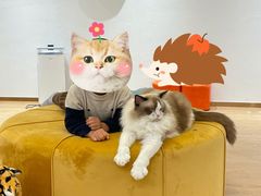 -1013 PET SHOP精品宠物商店(丁香店)