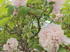-莲花池公园