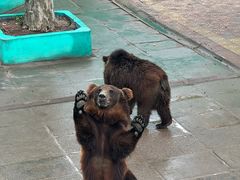-西霞口神雕山野生动物世界