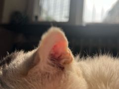 -瑞派福兴宠物医院犬猫全科·骨科·中西医结合(河东店)