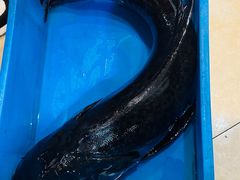 千岛湖鱼-旭龙鱼头王(航华店)