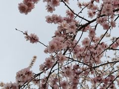 -桃花堤公园