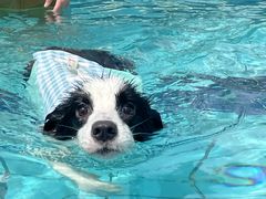 -趣玩宠物乐园寄养训犬训狗游泳池