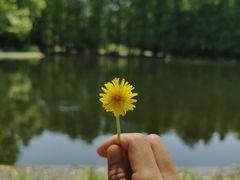 -上海共青森林公园