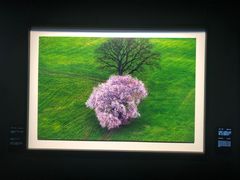 -罗红摄影艺术馆