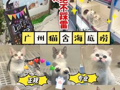 -lincat·猫舍(广州店)