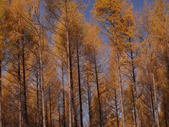 -塞罕坝国家级自然保护区