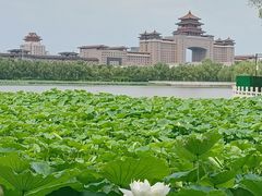 -莲花池公园