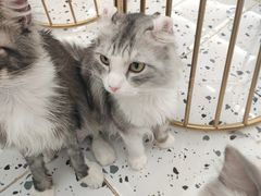 -猫色咖啡·猫咖