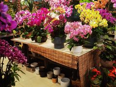 -双季花艺园艺市场(浦东店)