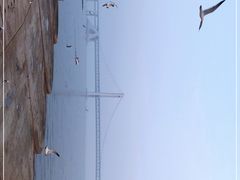 -星海湾跨海大桥