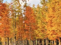 -白鹭湾湿地公园