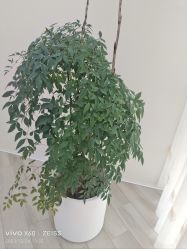 -HEYAN荷妍专业脱毛连锁机构