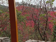 -木兰云雾山