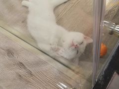 -宠物世家(仲盛世界商城店)