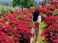 -都江堰玫瑰花溪谷